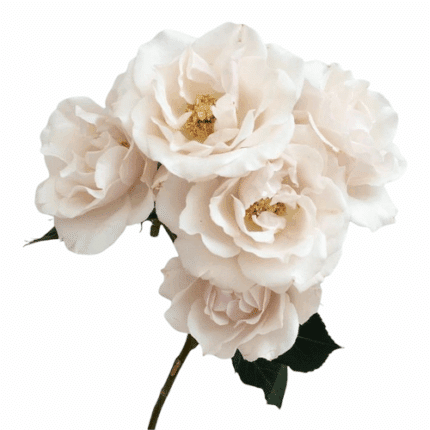 RoseSpray WhiteMajolica rio