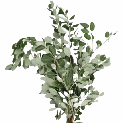 Pittosporum Ralphii holl