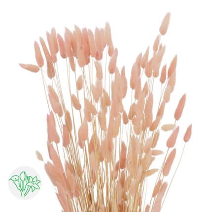 Dried Lagurus Asst Pink holex