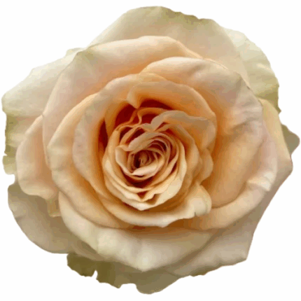 Rose Pearl Finesse 50cm misty