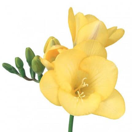 FREESIA yellow holland