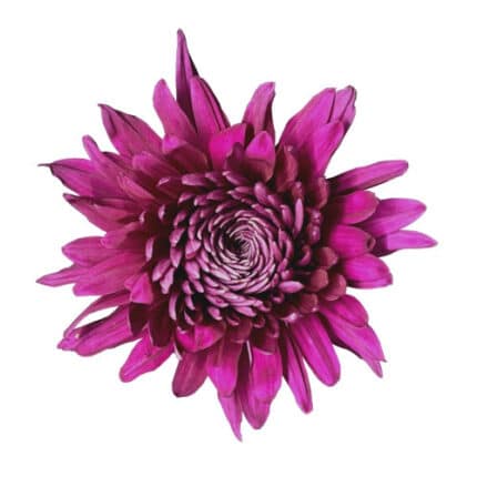 Mum Disbud Tornado (purple) fr