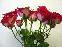 RoseSpray RedHero sole