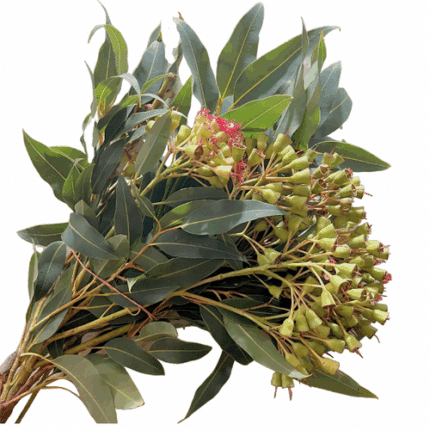 Eucalyptus Pods Small tutuli