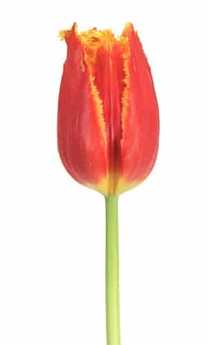 Tulip Frill Fabio holl