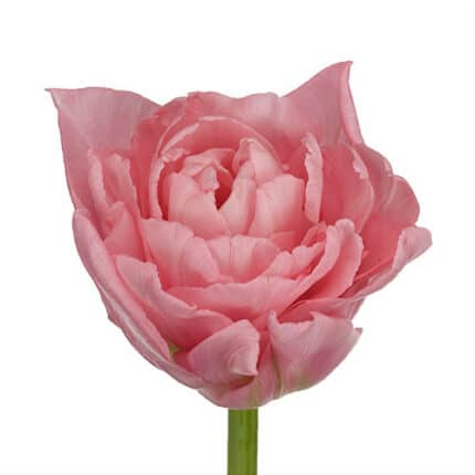 Tulip Dreamer Dbl holl