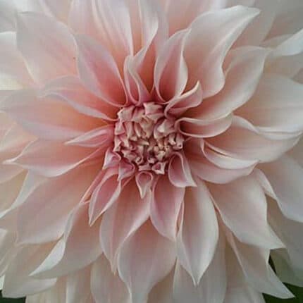 Dahlia Cafe Au lait v.d.