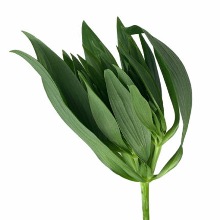 Alstro Green Planet Sel fresca