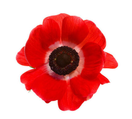 Anemone Red anton