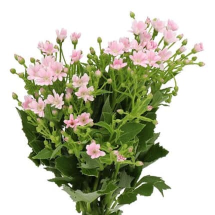 Pericallis Lt Pink fresca