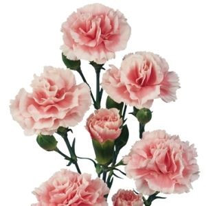 CarnMini Pink Ice golden