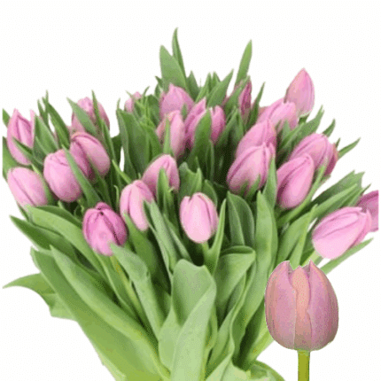 Tulip Katinka holl xtra