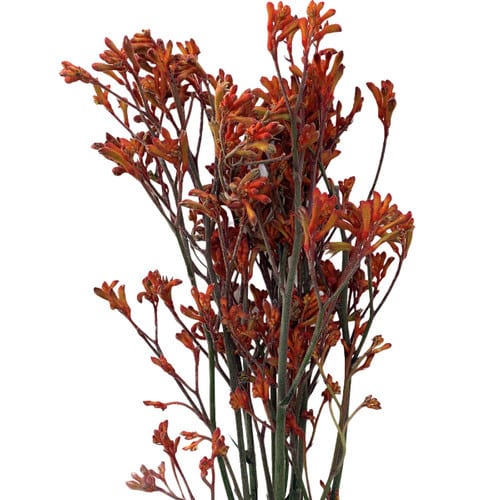 0ade22ee-f20b-4fa3-9559-cd08a4d1ca70.jpg Kangaroo Paws Orange 70cm bell - Image 1