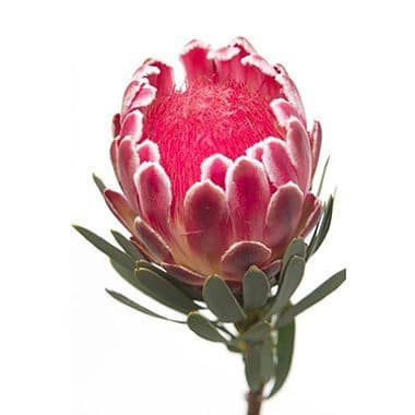 Protea Venus sunburst(STEM)