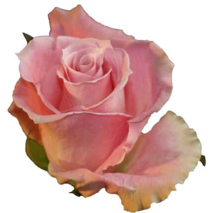 Rose CharmUnique 40cm ecuanros