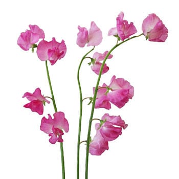 Sweet Pea Hot Pink holex