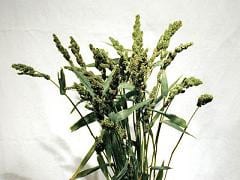 MILLET tapestry cramer (green)