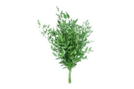 It Ruscus Long(10stem)anton