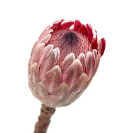 Protea Barbigera by(STEM)