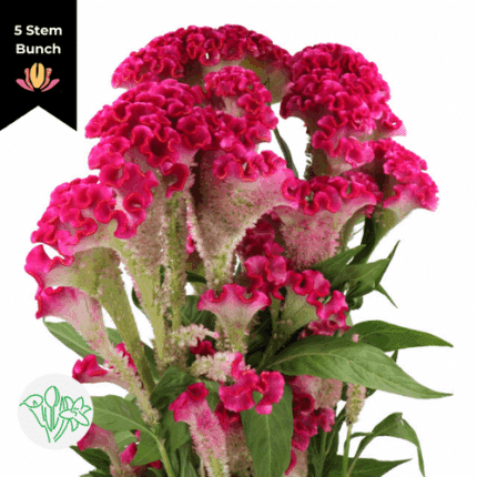 Coxcomb Hot Pink holl (x5 stems)