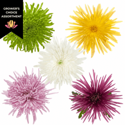 Mum Delistar Asst(12cs)galleri