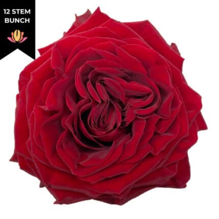 Rose Mayra DkRed allure(12st)