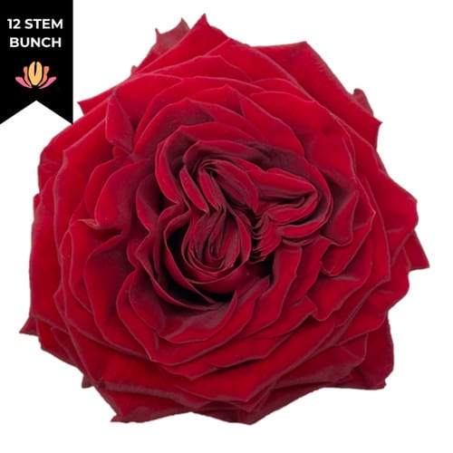 0b04319a-b67c-43cb-bbab-1b79c09e9df3.jpg Rose Mayra DkRed allure(12st) - Image 1