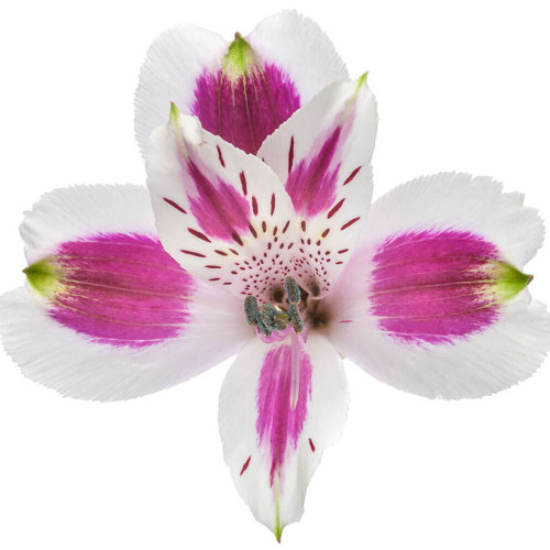 0b04f2fe-81b0-40b9-8bc3-c61740440889.jpg Alstro Mayfair tessa supsel - Image 1