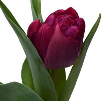 Tulip Double World Bowl holl