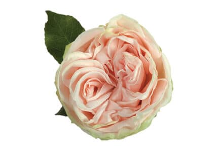 Rose Garden Spirit 40cm florec