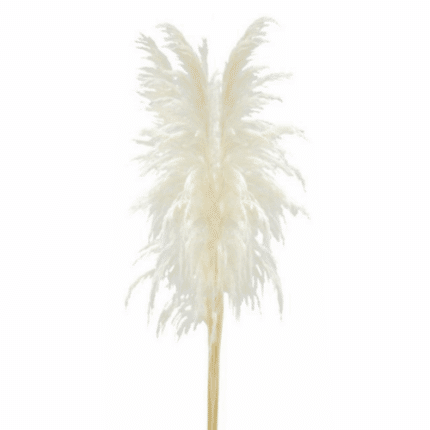 Dried Pampass Fluffy Bleached