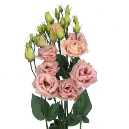 Lisianthus Dbl Champagne fl.board