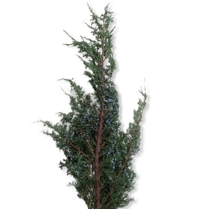 Juniper Blue quick
