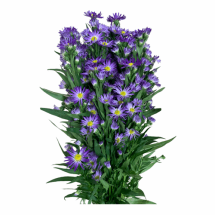 Carnvial Aster Purple valleflo