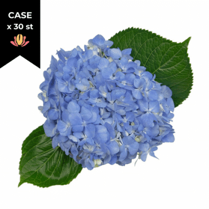 Hydrangea Shocking Blue sole (x30 stem case)