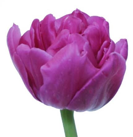 Tulip Double Margarita s.v.