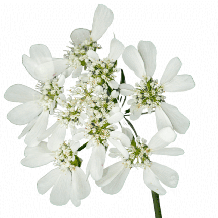 Lace Orlaya camflor