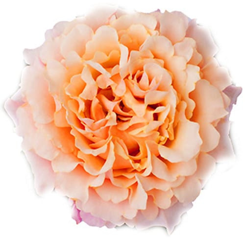 0b871213-42d9-43f2-b695-0ad273905595.jpg Rose Gdn Mayra Peach (25 STEMS) trilogy - Image 1
