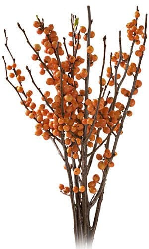 Ilex Orange s.v. -