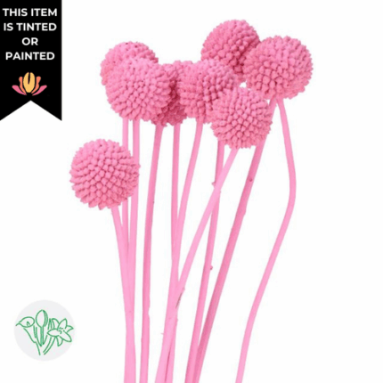 Dried Craspedia Lt Pink holl