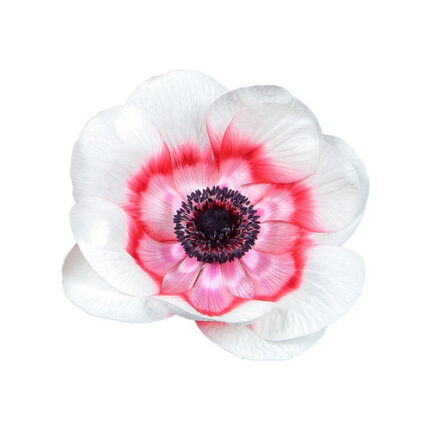 Anemonie Whit Red rio sel