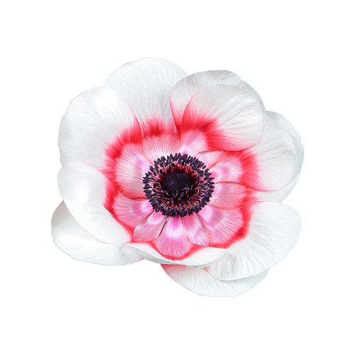 0b8fa3ae-a2b9-4aa1-a7fd-9b4f4545e1f5.jpg Anemonie Whit Red rio sel - Image 1