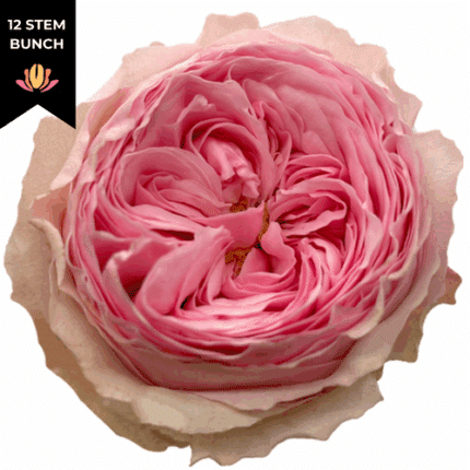 Rose Garden Mansfield 40cm florecal (x12 st)