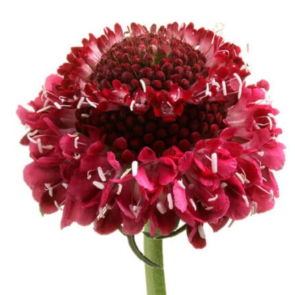 Scabiosa Bright Pink israel