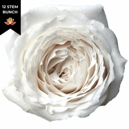 Rose Garden Princess Miyuki fresca