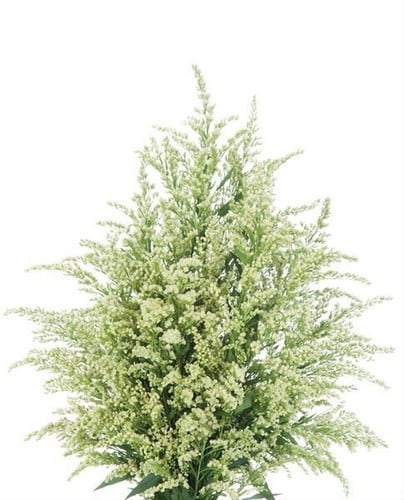 Solidago Creme perf fresca