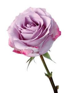 Rose PurpleHaze 50cm ecuanros