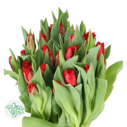 Tulip Frill Indiana holl