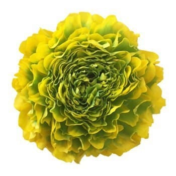 Ranunculus Pon Green Yellow ch
