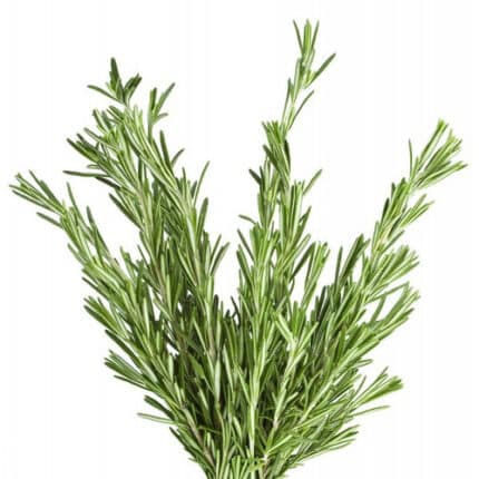 Rosemary camflor